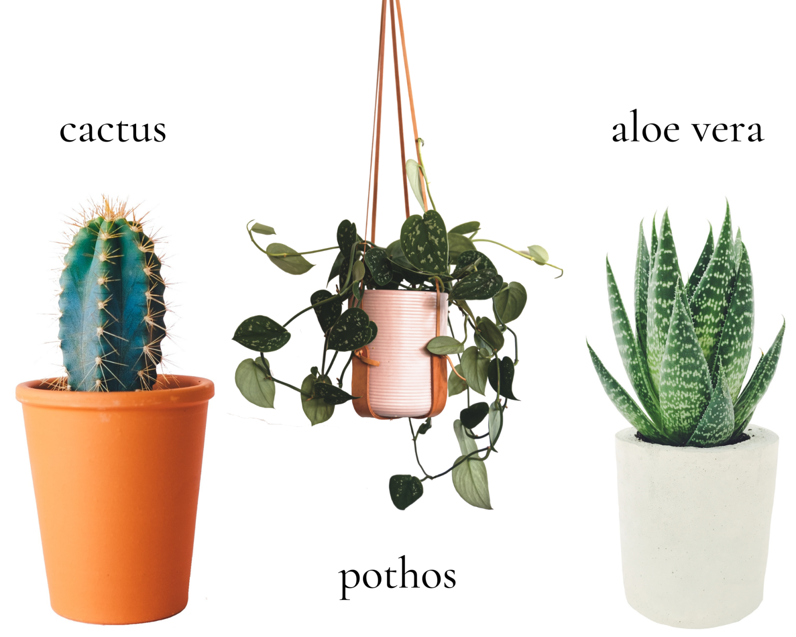 cactus, pothos, aloe